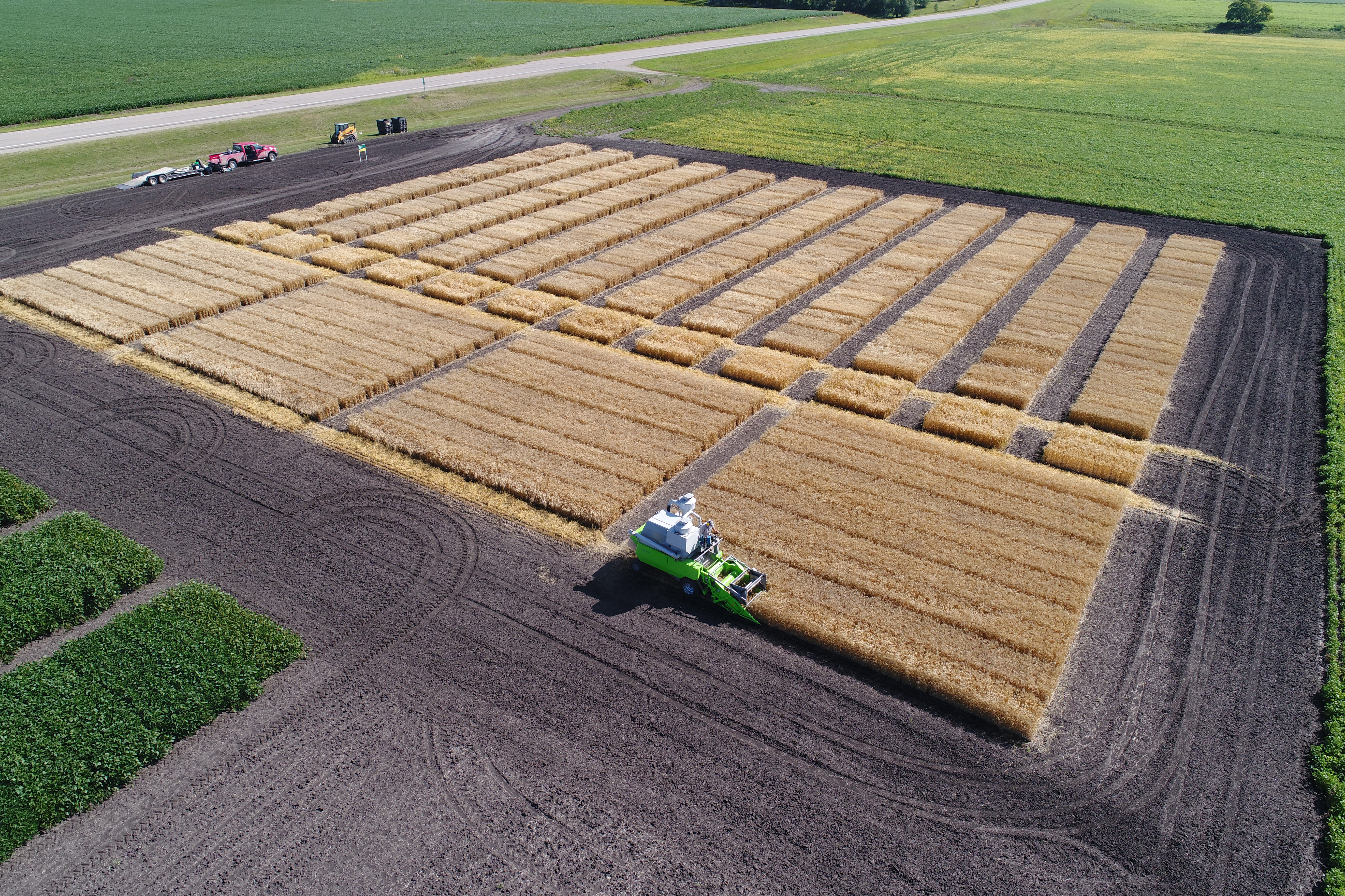 wheat harvest 2019