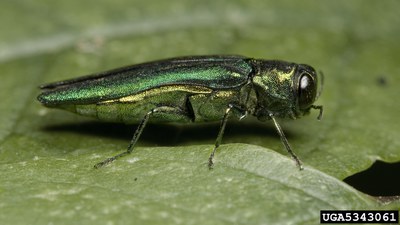 EAB adult on a leaf: David Cappaert, Michigan State University, BugwoodEAB adult on a leaf: David Cappaert, Michigan State University, Bugwood