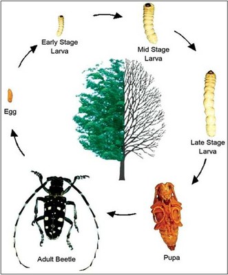 ALB Life Cycle Picture