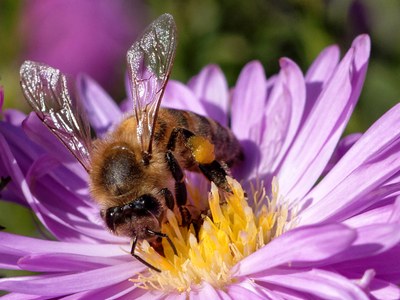 Bee on aster