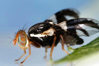 Apple maggot fly