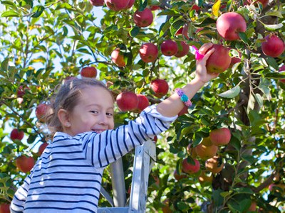 Apple picking