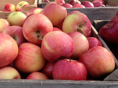 Apples for storage