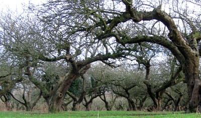 Cascading branches of a old apple orchard 