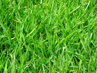 Healthy lawn