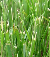 Damaged grass blades