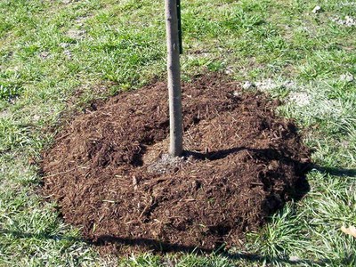 Mulched tree