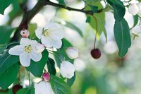 'Donald Wyman' crabapple