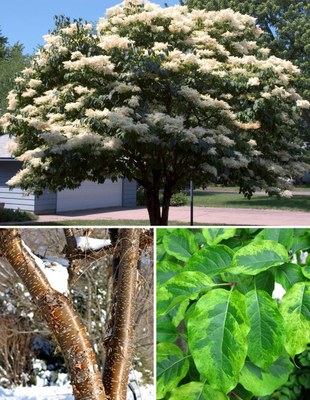 Japanese tree lilac