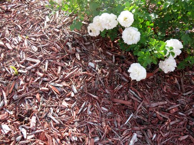 Mulched rose