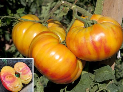 'Buffalosun' tomato