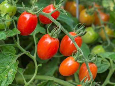 'Celano' tomato