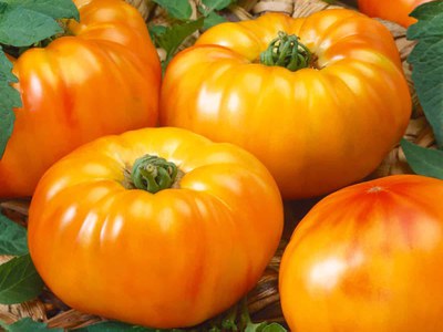 'Chef's Choice Bicolor' tomato