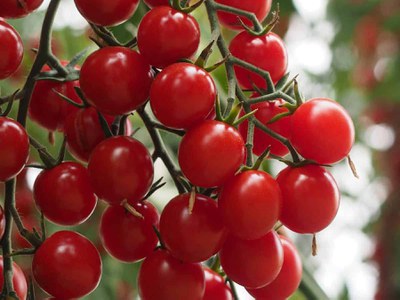 'Crokini' tomato