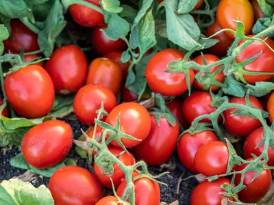 'Early Resilience' tomato