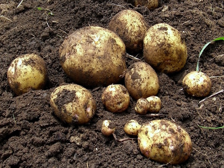 Harvested potatoes