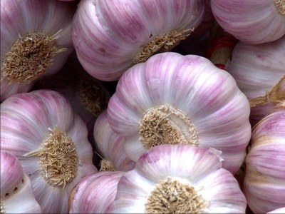Plant garlic this fall and enjoy delicious meals next summer. 