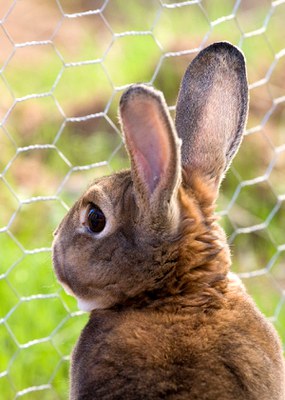 Rabbit near fence