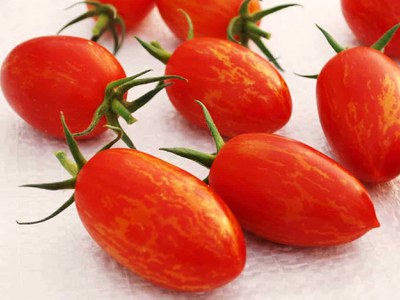 'Red Torch' tomato