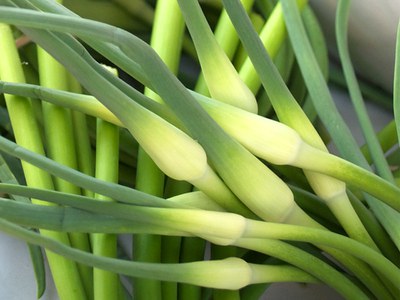 Garlic scapes are mild in flavor and taste great in stir fries. 