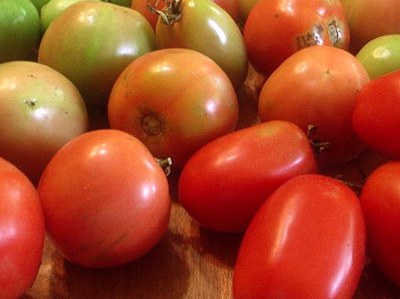 Blushing tomatoes