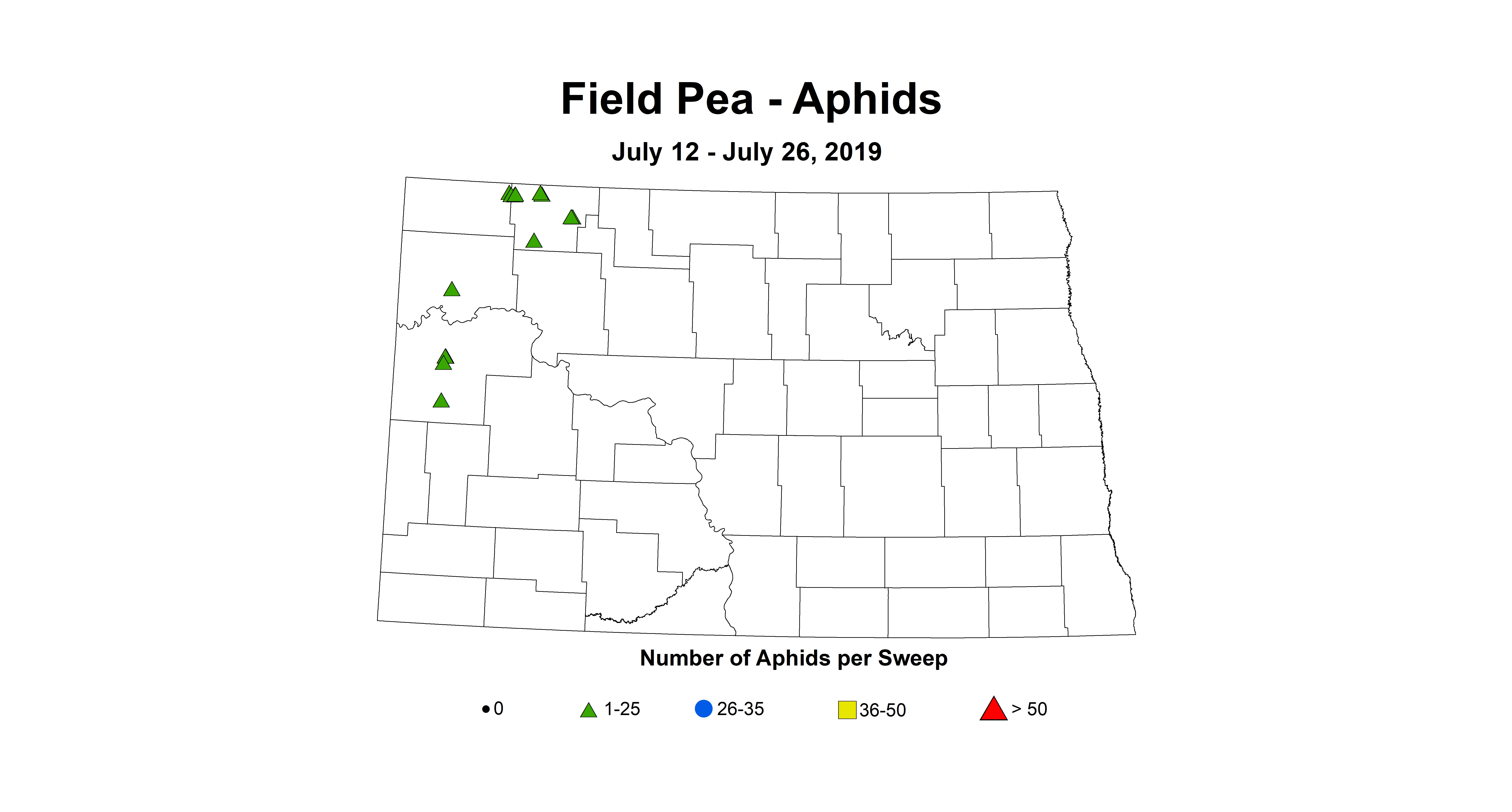 aphid