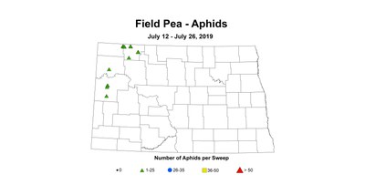 aphid