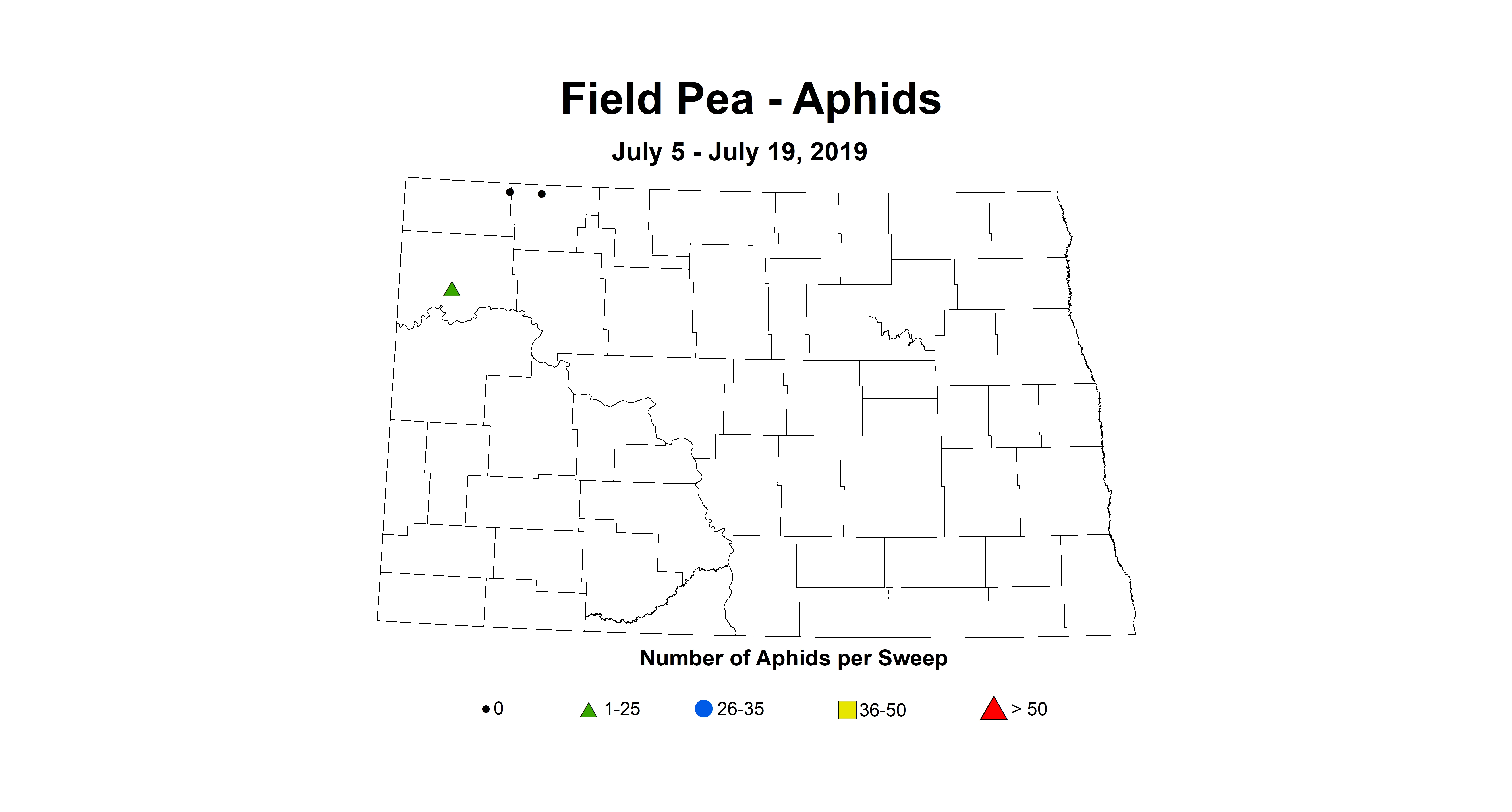 aphid