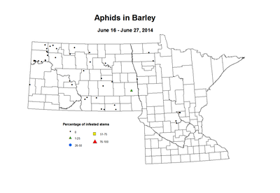 6 16 6 27 Barley Aphids