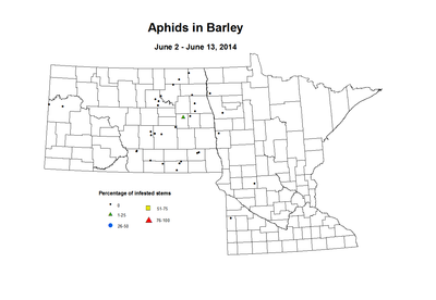 6 2 6 13 Barley Aphids