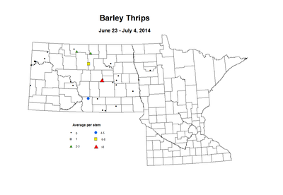 6 23 7 4 Barley Thrips