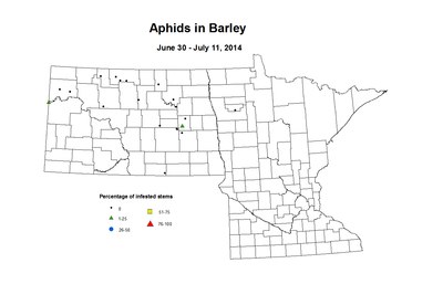 6 30 7 11 Barley Aphids
