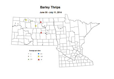 6 30 7 11 Barley Thrips