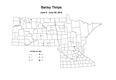 6 9 6 20 Barley Thrips