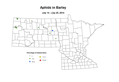 7 14 7 25 Barley Aphids