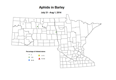 7 21 8 1 Barley Aphids