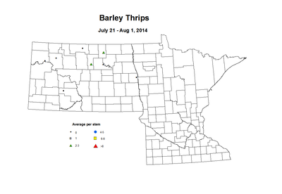 7 21 8 1 Barley Thrips
