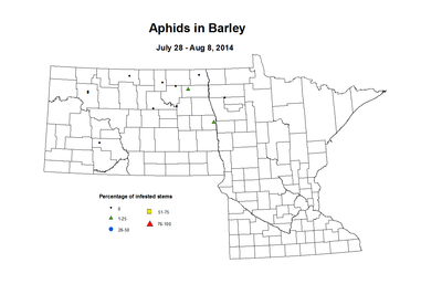 7 28 8 8 Barley Aphids