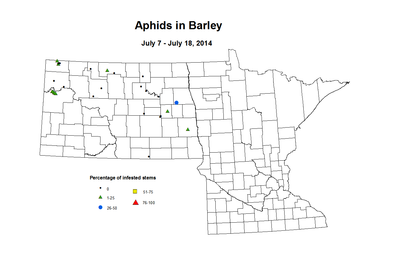 7 7 7 18 Barley Aphids