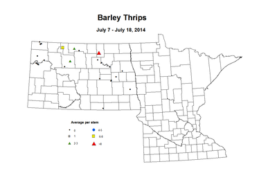 7 7 7 18 Barley Thrips
