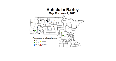 barley aphids 2017 5 29 6 9
