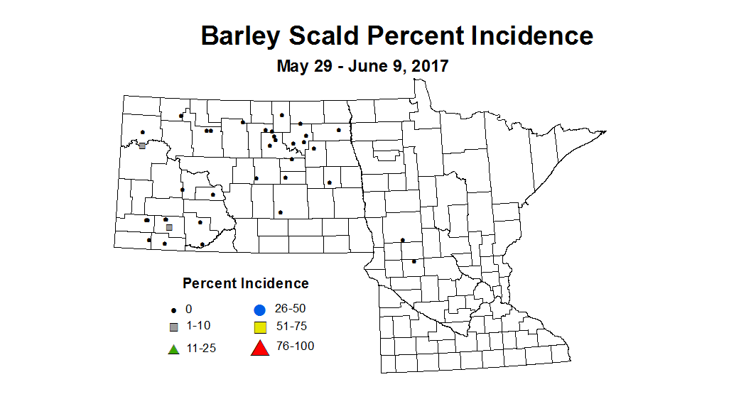 barley scald I 2017 5 29 6 9