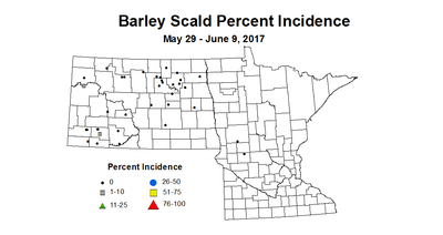 barley scald I 2017 5 29 6 9