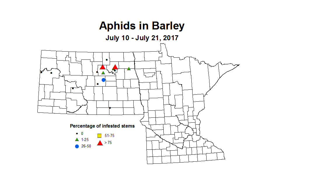 barley aphids 7 10 7 21 2017