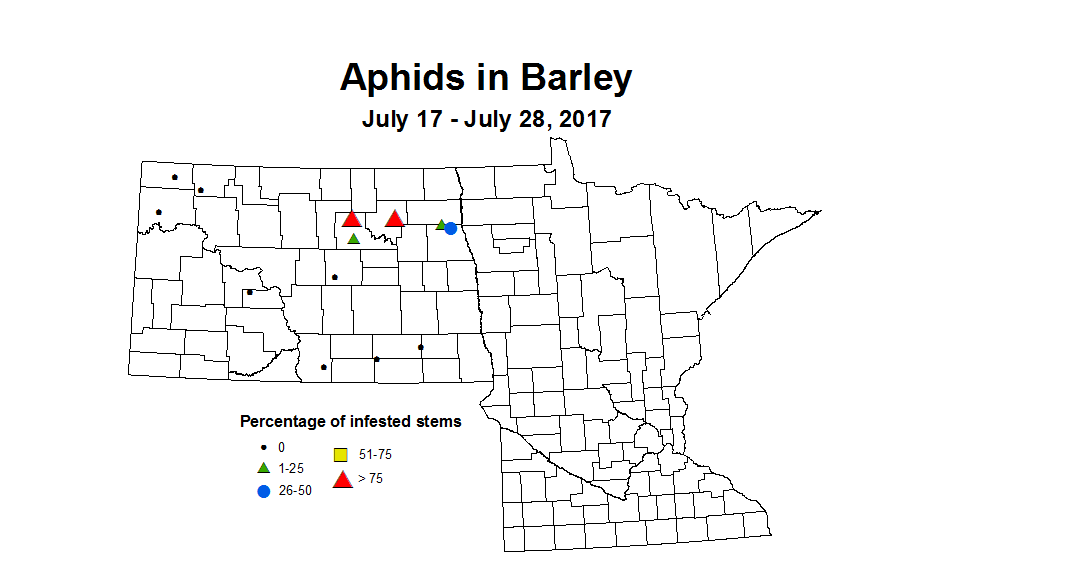 barley aphids 7 17 7 28 2017