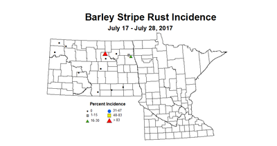 barley stripeRust 7 17 7 28 2017