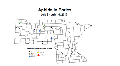 barley aphids 7 3 7 14 2017