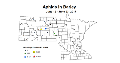 barley aphids 6 12 6 23