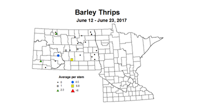 barley thrips 6 12 6 23