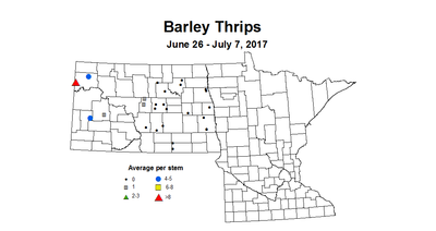 barley thrips 2017 6 26 7 7
